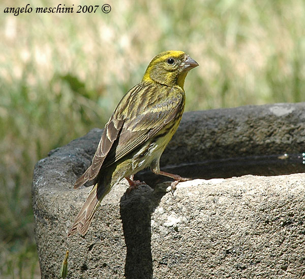 Un Verzellino e altri Fringillidae assetati.